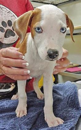 Adopt me!