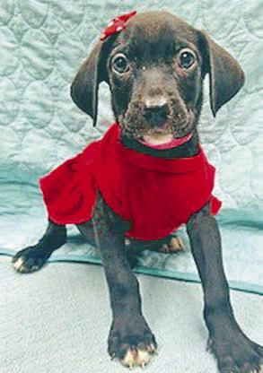 Adopt me!