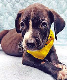 Adopt me!