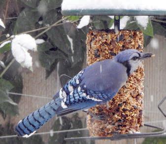 Birds photographed after snowfall
