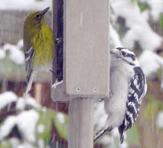 Birds photographed after snowfall
