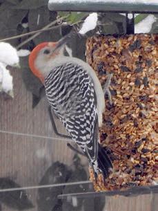 Birds photographed after snowfall