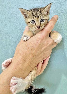 Adopt me!