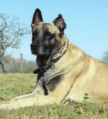 Lobos, who was retired in 2018 as the Fayette County Sheriff’s Department K-9, is under going cancer treatments at Texas A&amp;amp;M’s veterinary hospital. To help with expenses, a fundraiser is being held through the Fayette County Sheriff’s Memorial &amp;amp; Benevolent Society. Donations may be made at the Fayette County Sheriff’s Office in La Grange or mailed to 1646 N. Jefferson St., La Grange, TX, 78945.