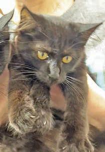 Adopt me!