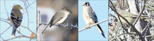 Birds photographed southwest of Schulenburg 