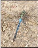 Dragonflies, praying mantis