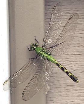 Dragonflies, praying mantis