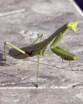 Dragonflies, praying mantis