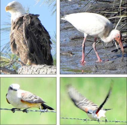 Landa’s photos include bald eagle
