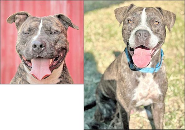 Adopt me!