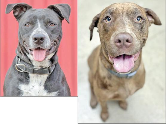 Adopt me!