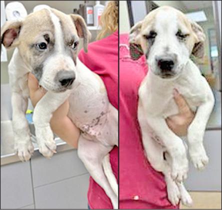 Adopt me!