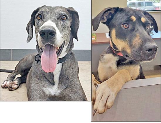 Adopt me!