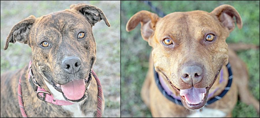 Adopt me!