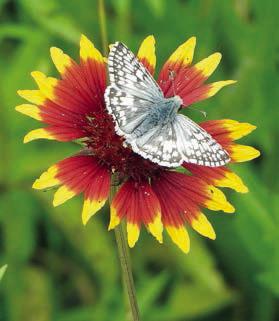 Wildflowers, butterflies & moths