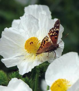 Wildflowers, butterflies &amp; moths