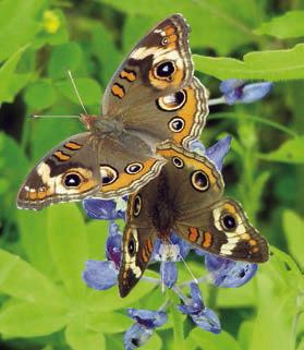 Wildflowers, butterflies &amp; moths