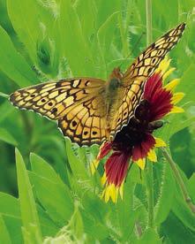 Wildflowers, butterflies &amp; moths
