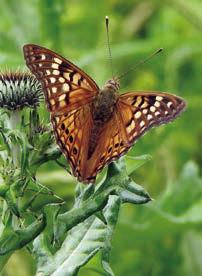 Wildflowers, butterflies &amp; moths