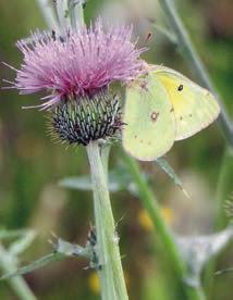 Wildflowers, butterflies &amp; moths