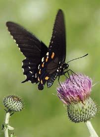 Wildflowers, butterflies &amp; moths