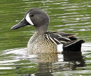 Blue-winged teal, eastern bluebird