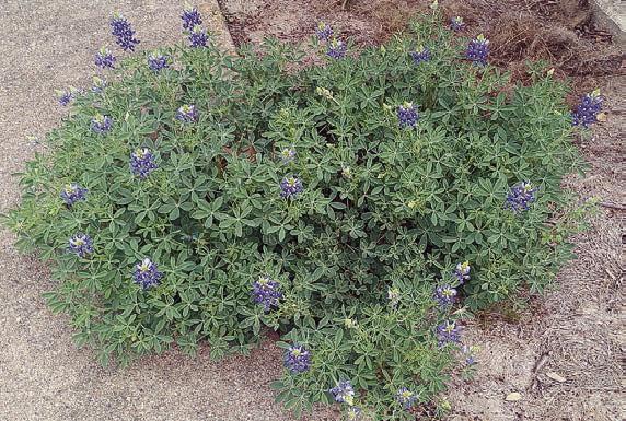 Bluebonnet in unique location