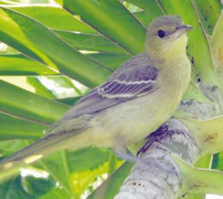 Bird photos from San Diego area