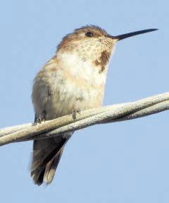 Bird photos from San Diego area