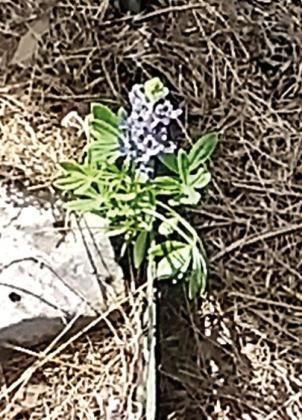 Remnant of spring