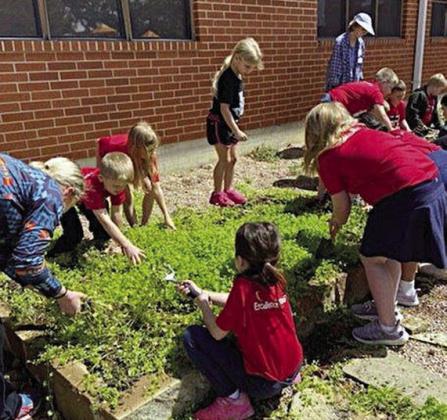 First graders and their teacher, Kacy McBride, remove Bowlesia weed from the four vegetable beds.