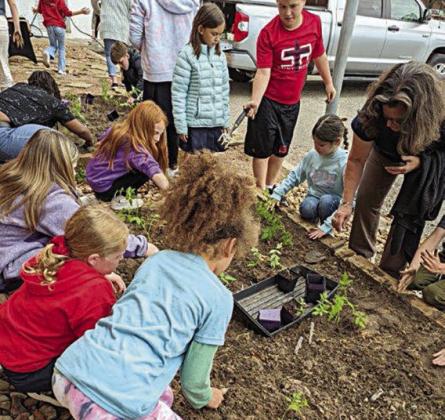 Third graders transfer the tomato plants from pots to the vegetable beds with Sheila Klimitchek, their teacher.
