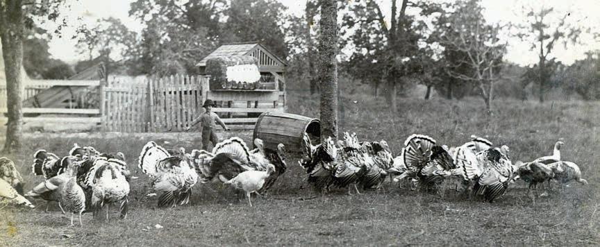 Lou is Melcher’s photo graph of his family’s turkeys being herded by one of his younger brothers in 1892. Courtesy of Fayette Heritage Museum &amp;amp; Archives