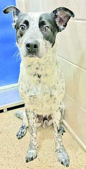 Adopt me!