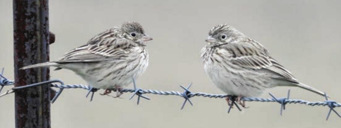 Vesper Sparrows