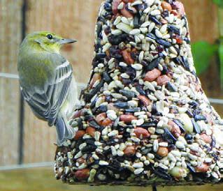 Meadowlark, pine warbler