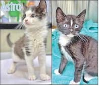 Adopt me!