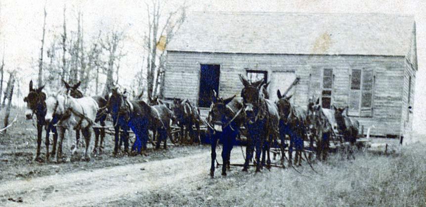 A team of 16 mules was used by Jan Kana to move the old Bluff school house to the Louis Eck home place in 1916. Photo Courtesy of Fayette Heritage Museum &amp;amp; Archives