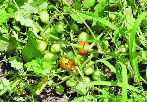 Tomatoes harvested from tomato garden project at St. Rose