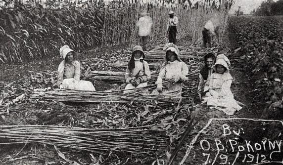 Photograph by O.B. Pokorny, taken on July 9, 1912 of the Frank Pokorny family of Ellinger, along with two relatives, cutting and de-leafing sugar cane for the syrup press. – Courtesy of Fayette Heritage Museum &amp;amp; Archives, La Grange