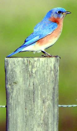 Eastern Bluebirds, Eastern Phoebe