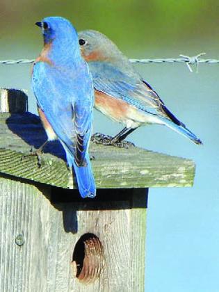 Eastern Bluebirds, Eastern Phoebe