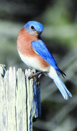 Eastern Bluebirds, Eastern Phoebe