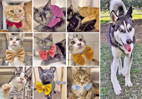 Adoptions from the from the Gardenia E. Janssen Animal Shelter totaled 968 in 2023 – 678 cats and 290 dogs. At left are nine of the cats that came through the shelter doors – some are still available. At right is Thor – a goofy “lovebug” 5-year-old husky – who is also available for adoption.