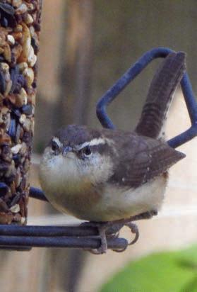Thanksgiving weekend photos from ‘Schulenbirder’