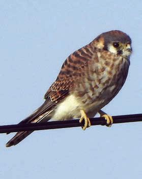 Thanksgiving weekend photos from ‘Schulenbirder’