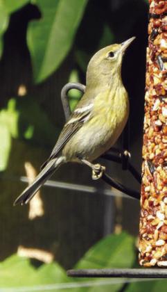 Thanksgiving weekend photos from ‘Schulenbirder’