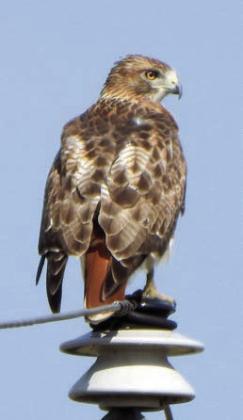 Eastern Bluebirds, Red-tailed Hawk