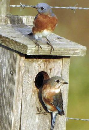 Eastern Bluebirds, Red-tailed Hawk